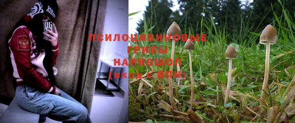 ПСИЛОЦИБИНОВЫЕ ГРИБЫ Заволжье
